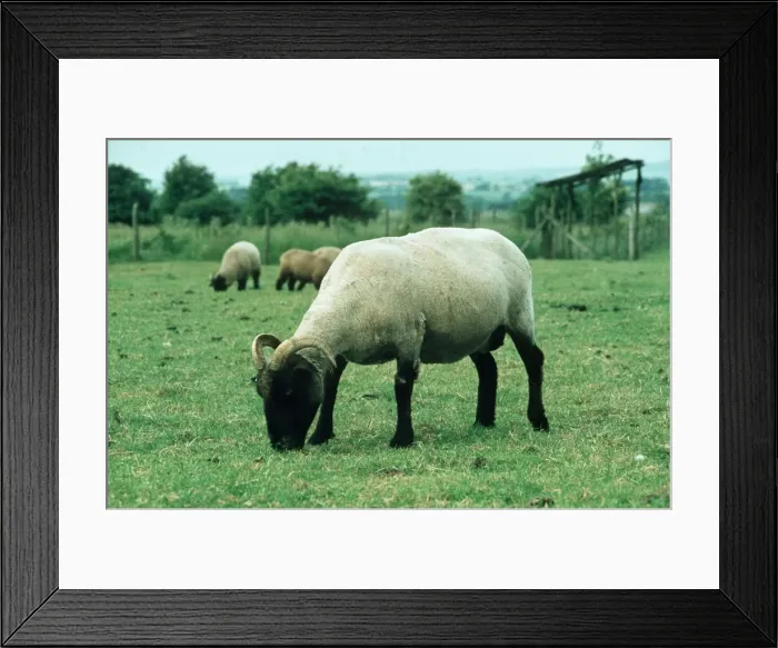 Framed Print : Norfolk Horn Sheep Rare breed UK Framed Print : Norfolk Horn Sheep Rare breed UK