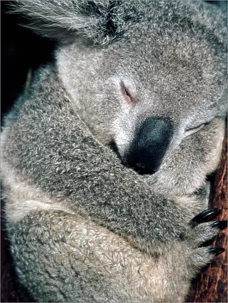 Koala asleep in tree. Australia