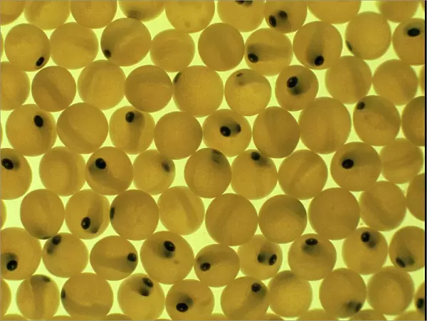 Developing Trout Eggs