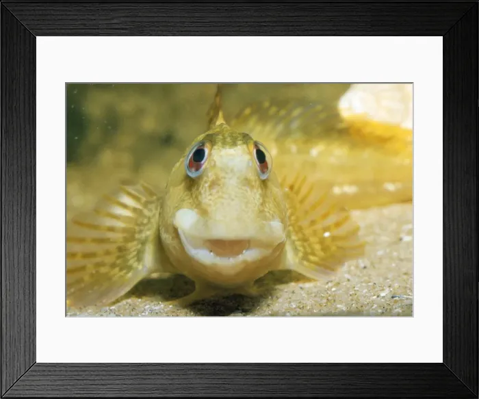 Framed Print : Blenny / Shanny formerly: Blennius pholis Framed Print : Blenny / Shanny formerly: Blennius pholis
