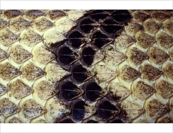 Eastern Diamond-back Rattlesnake USA