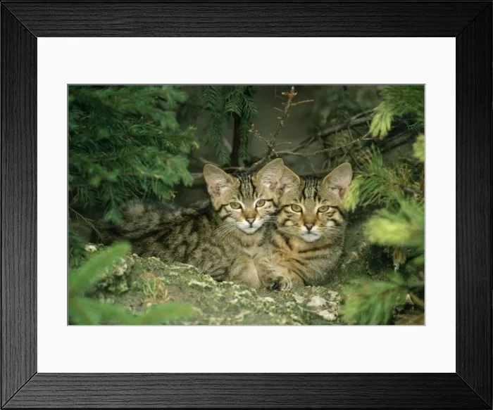 Framed Print : Wild Cat - kittens Framed Print : Wild Cat - kittens