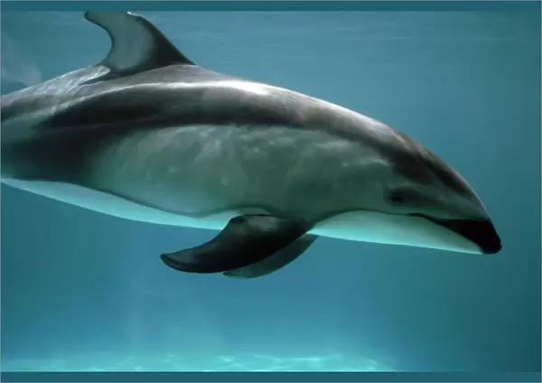 Pacific White sided Dolphin