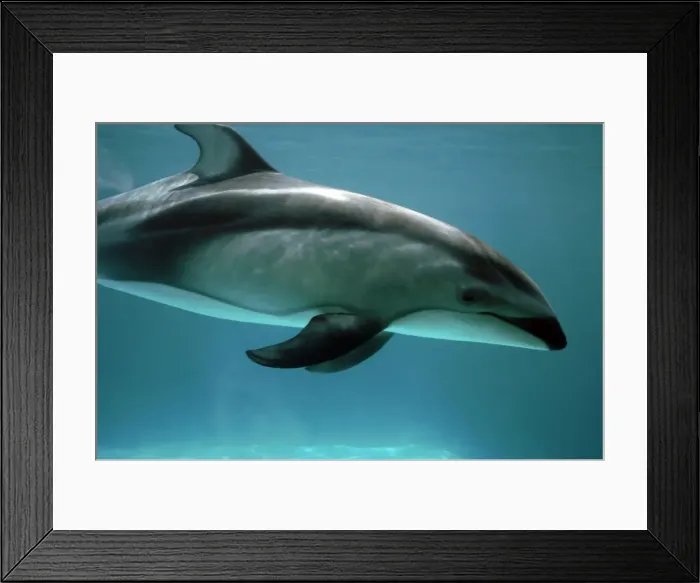 Framed Print : Pacific White sided Dolphin