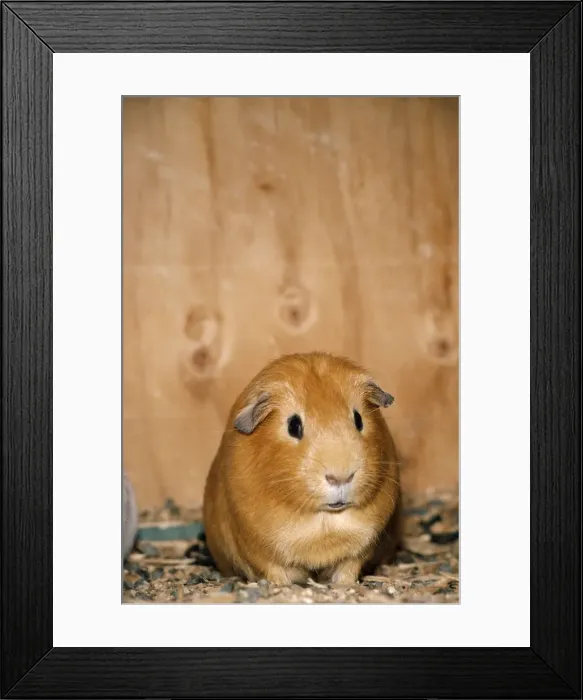 Framed Print : Guinea Pig Framed Print : Guinea Pig