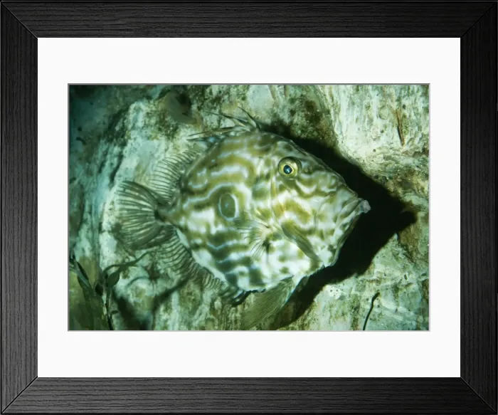 Framed Print : John Dory Fish Disruptine lines / pattern, UK marine Framed Print : John Dory Fish Disruptine lines / pattern, UK marine