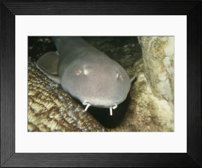 Framed Print : Bamboo Shark Framed Print : Bamboo Shark