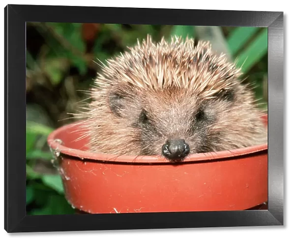 Hedgehog In flower pot