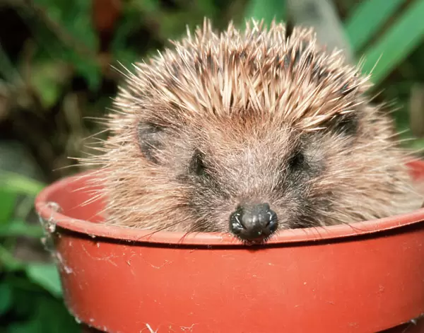 Hedgehog In flower pot