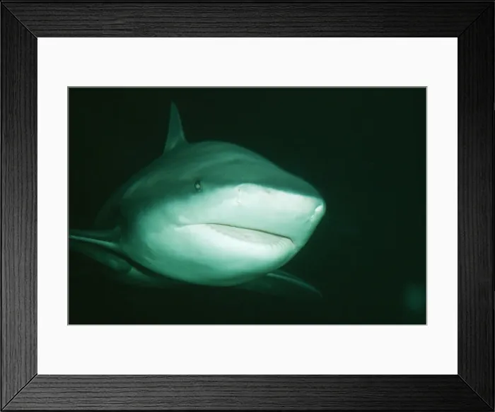 Framed Print : Bull / Zambezi / Ground / Cub Shark Indian Ocean Framed Print : Bull / Zambezi / Ground / Cub Shark Indian Ocean