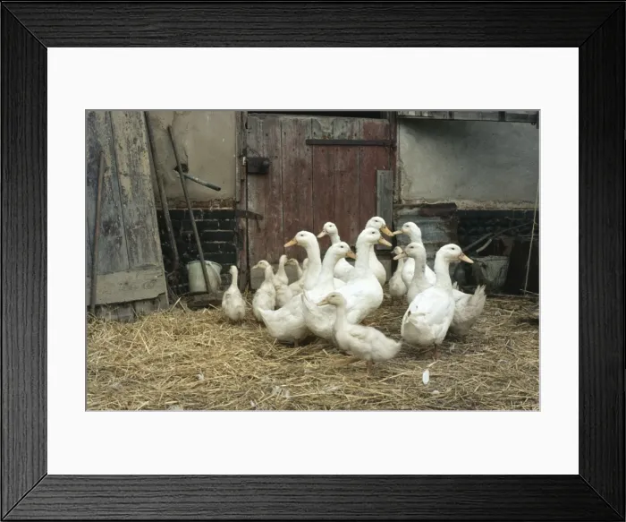Framed Print : Domestic Ducks - in barn Framed Print : Domestic Ducks - in barn