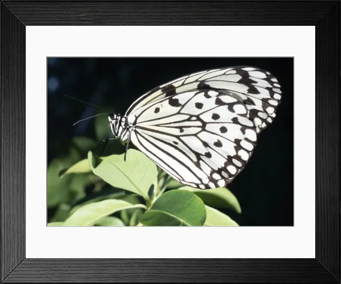 Framed Print : Tree Nymph Butterfly - Japan's largest Butterfly Framed Print : Tree Nymph Butterfly - Japan's largest Butterfly