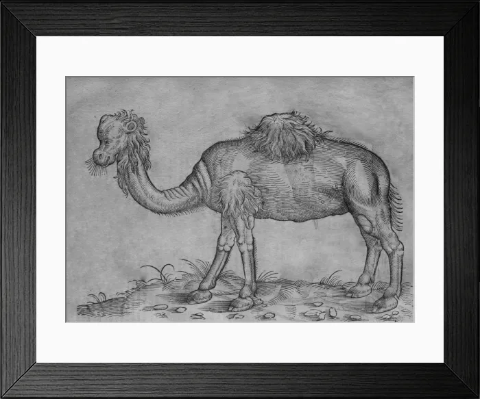 Framed Print : Black & White Illustration: Camel and man- woodcut in Topsell 1658