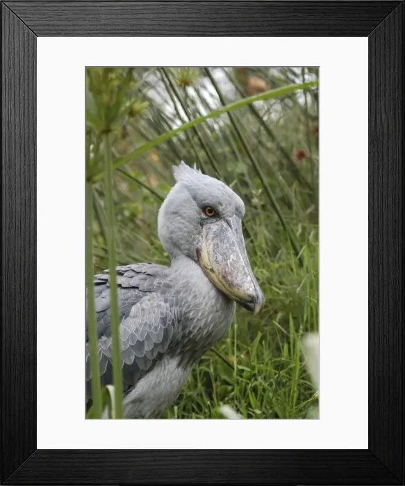 Framed Print : Shoebill - Papyrus Swamplands E & C Africa Framed Print : Shoebill - Papyrus Swamplands E & C Africa