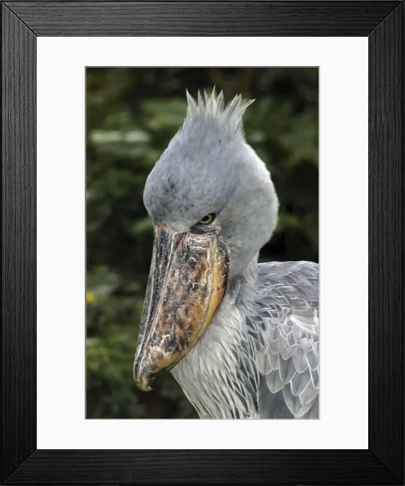 Framed Print : Shoebill - Papyrus Swamplands E & C Africa Framed Print : Shoebill - Papyrus Swamplands E & C Africa