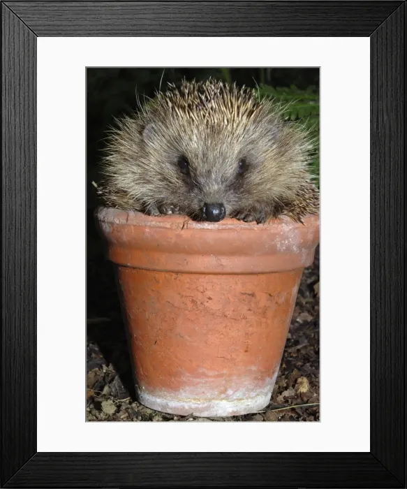 Framed Print : Hedgehog - in pot in garden. UK Framed Print : Hedgehog - in pot in garden. UK
