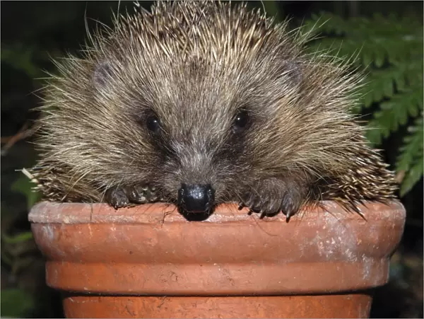 Hedgehog - in pot in garden. UK