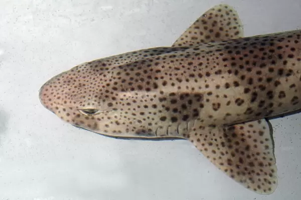 Lesser Spotted Dogfish European seas