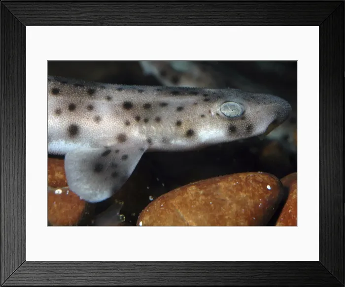 Framed Print : Spotted Dogfish newly hatched juvenile, marine N Atlantic & Mediterranean Framed Print : Spotted Dogfish newly hatched juvenile, marine N Atlantic & Mediterranean