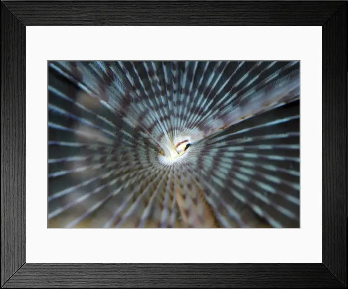 Framed Print : Paecock Fanworm with tentacles extended, NE Atlantic and Mediterranean sea bed Framed Print : Paecock Fanworm with tentacles extended, NE Atlantic and Mediterranean sea bed