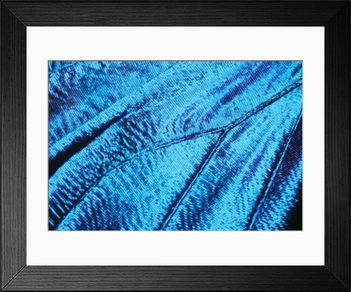 Framed Print : Morpho Butterfly - close-up of scales Framed Print : Morpho Butterfly - close-up of scales
