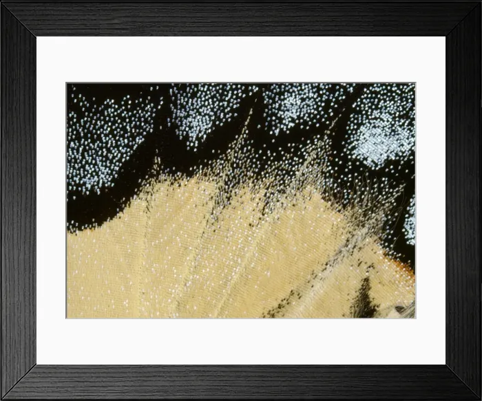 Framed Print : Tiger Swallowtail Butterfly - close-up of scales Canada Framed Print : Tiger Swallowtail Butterfly - close-up of scales Canada