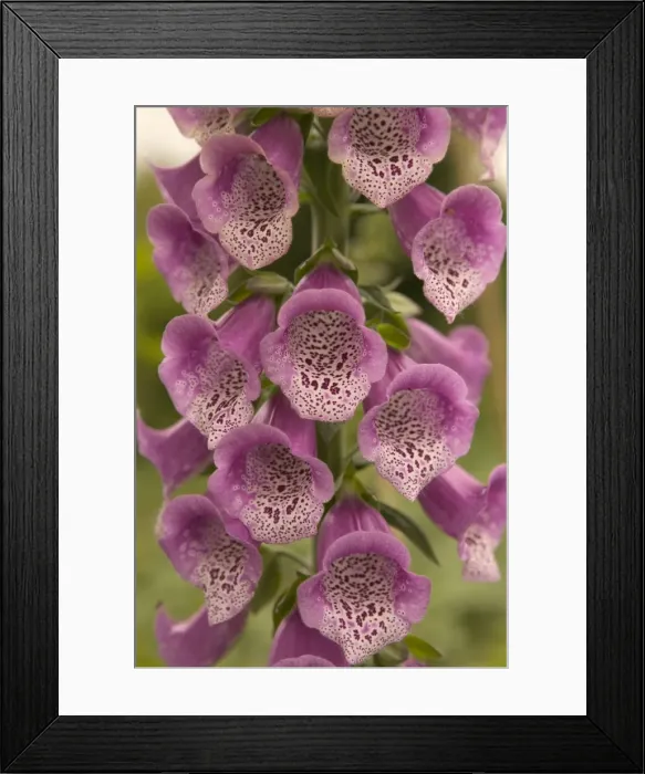 Framed Print : Foxglove - close-up of flowers Europe Framed Print : Foxglove - close-up of flowers Europe