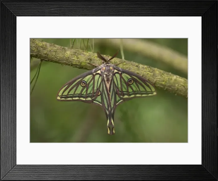 Framed Print : Spanish Moon Moth - Male Framed Print : Spanish Moon Moth - Male