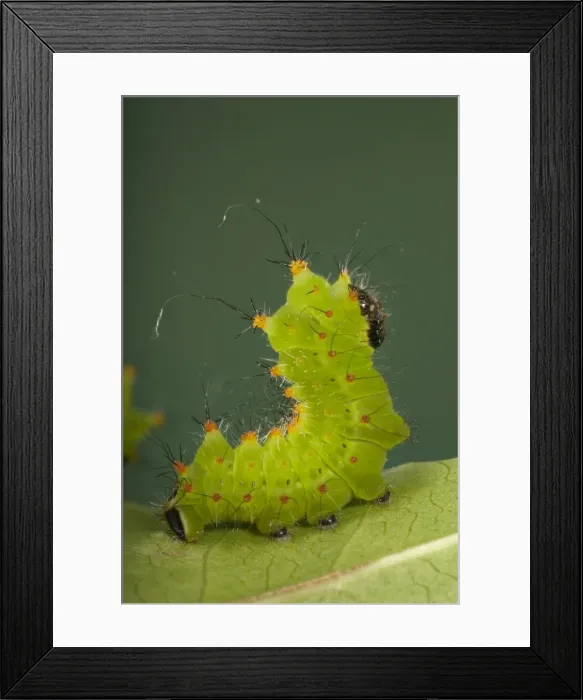 Framed Print : Chinese Moon Moth - Caterpillar Framed Print : Chinese Moon Moth - Caterpillar