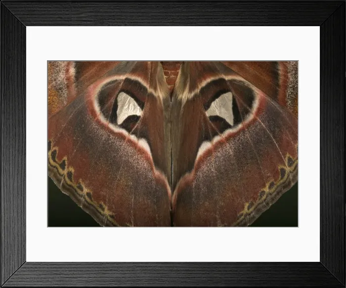 Framed Print : Atlas Moth - Detail of the wings. Malaysia Framed Print : Atlas Moth - Detail of the wings. Malaysia