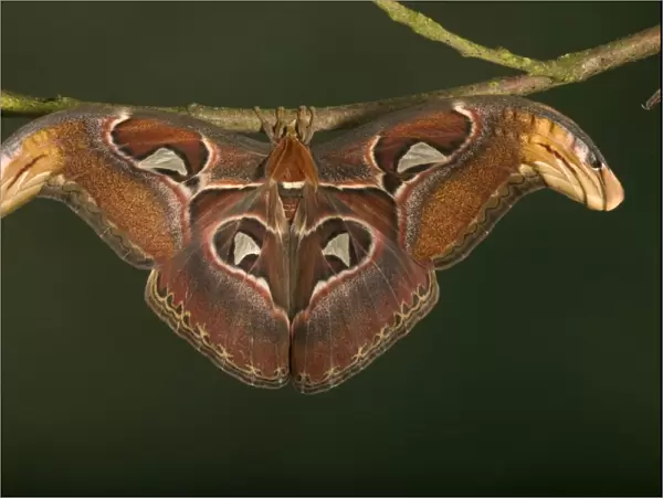 Atlas Moth - Male Malaysia