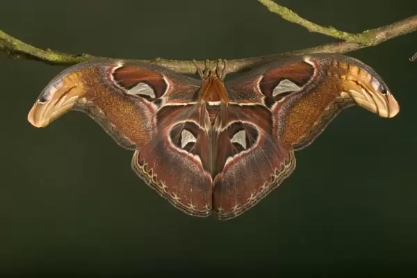 Atlas Moth - Male Malaysia