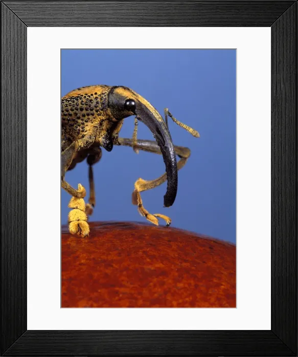 Framed Print : ALIEN'S FACES ALIENS FACES Framed Print : ALIEN'S FACES ALIENS FACES