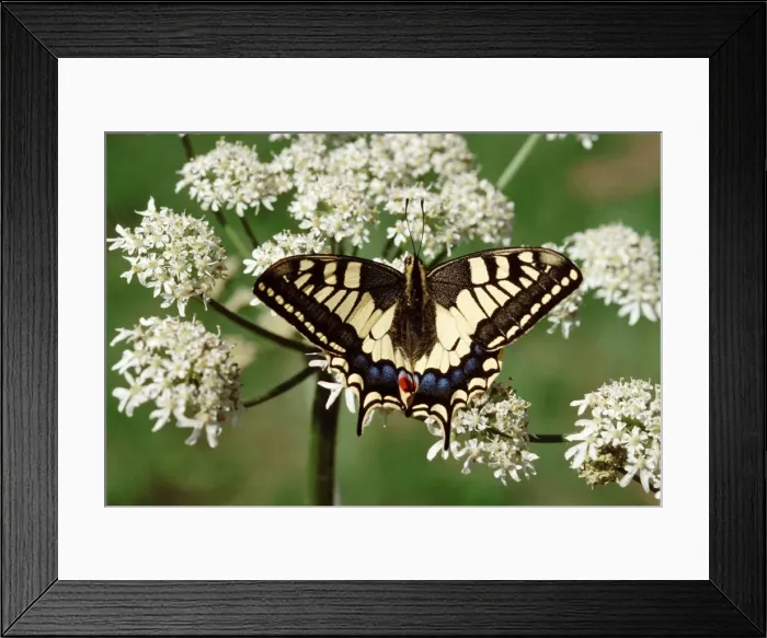 Framed Print : Swallowtail - On flower, Europe Framed Print : Swallowtail - On flower, Europe