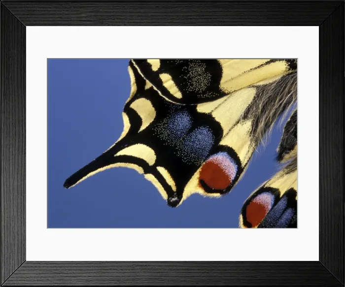 Framed Print : Swallowtail - Detail of the wing. Europe Framed Print : Swallowtail - Detail of the wing. Europe