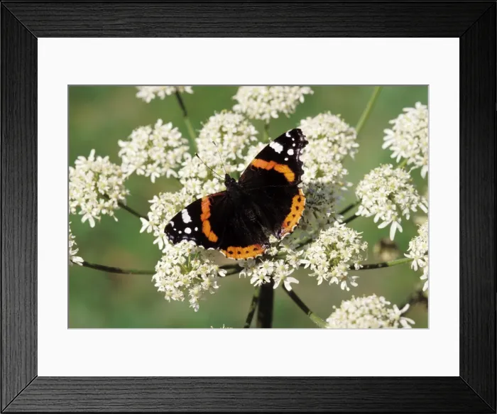 Framed Print : Red Admiral Butterfly Framed Print : Red Admiral Butterfly