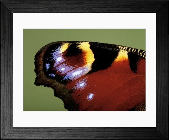 Framed Print : Peacock Butterfly - detail of the wing Framed Print : Peacock Butterfly - detail of the wing
