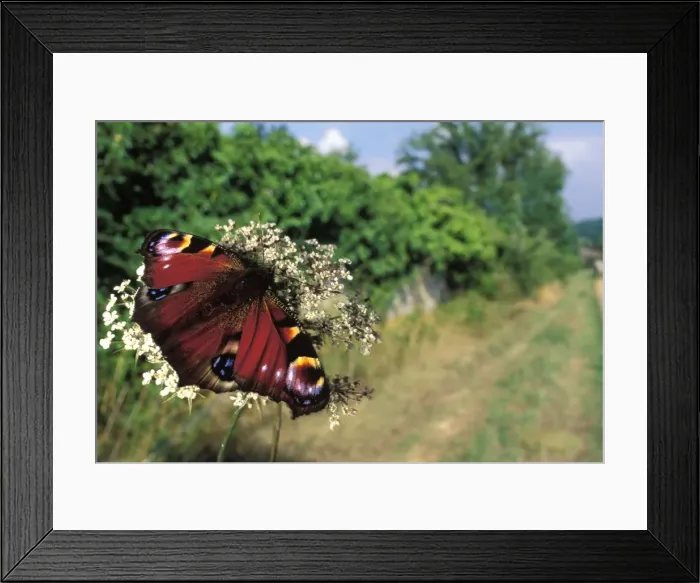 Framed Print : Peacock Butterfly - on a flower Framed Print : Peacock Butterfly - on a flower