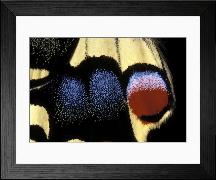 Framed Print : Swallowtail - Detail of the wing. Europe Framed Print : Swallowtail - Detail of the wing. Europe
