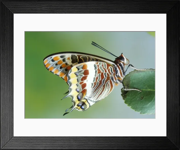 Framed Print : Two-tailed Pasha Butterfly Europe & into N. Africa Framed Print : Two-tailed Pasha Butterfly Europe & into N. Africa