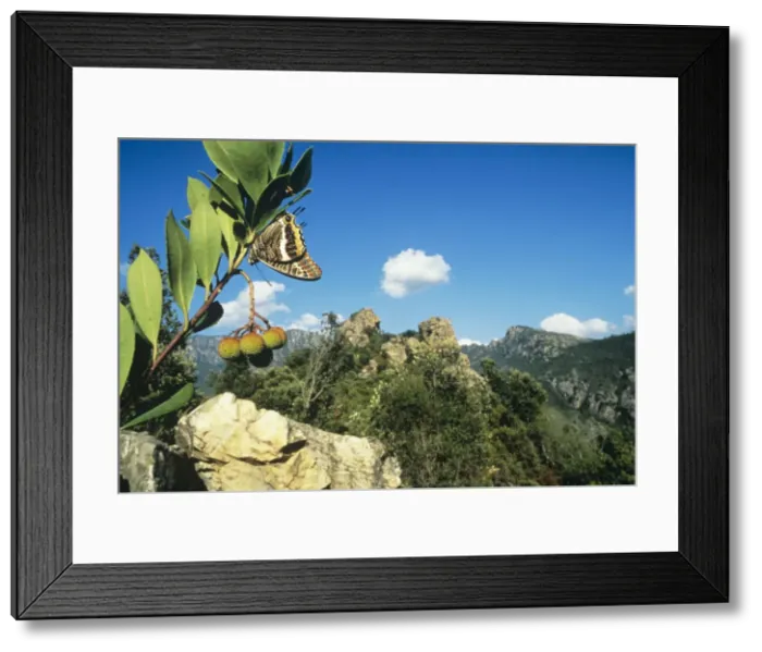 Framed Print : Two-tailed Pasha Framed Print : Two-tailed Pasha