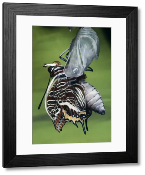 Framed Print : Twin-tailed Pasha Butterfly - emerging from chrysalis Framed Print : Twin-tailed Pasha Butterfly - emerging from chrysalis