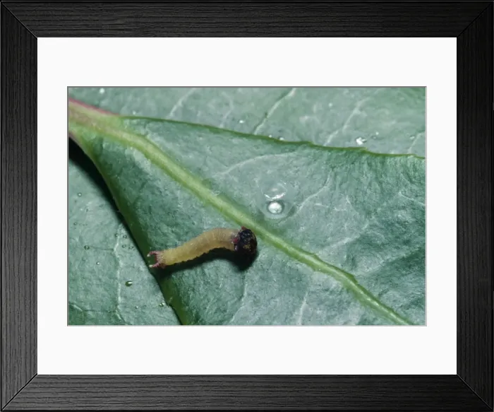 Framed Print : Twin-tailed Pascha Butterfly - newborn larva / caterpillar & egg case Framed Print : Twin-tailed Pascha Butterfly - newborn larva / caterpillar & egg case