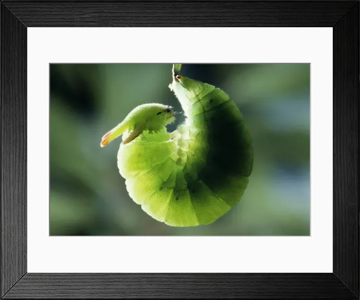 Framed Print : Twin-tailed Pasha Butterfly - larva / caterpillar preparing to pupate Framed Print : Twin-tailed Pasha Butterfly - larva / caterpillar preparing to pupate