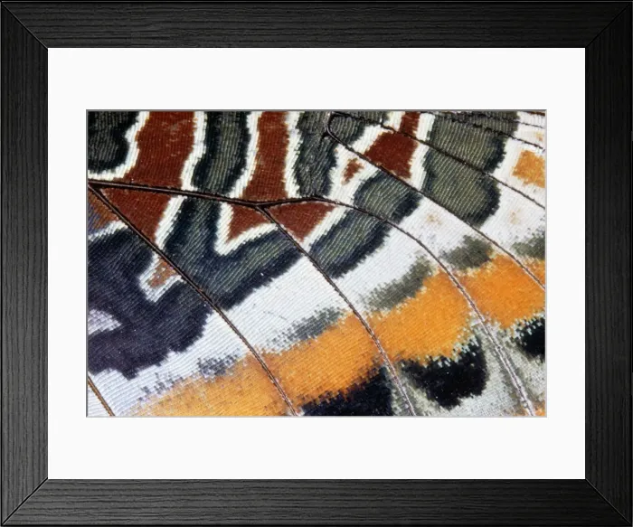 Framed Print : Twin-tail Pasha Butterfly - close-up of scales Framed Print : Twin-tail Pasha Butterfly - close-up of scales