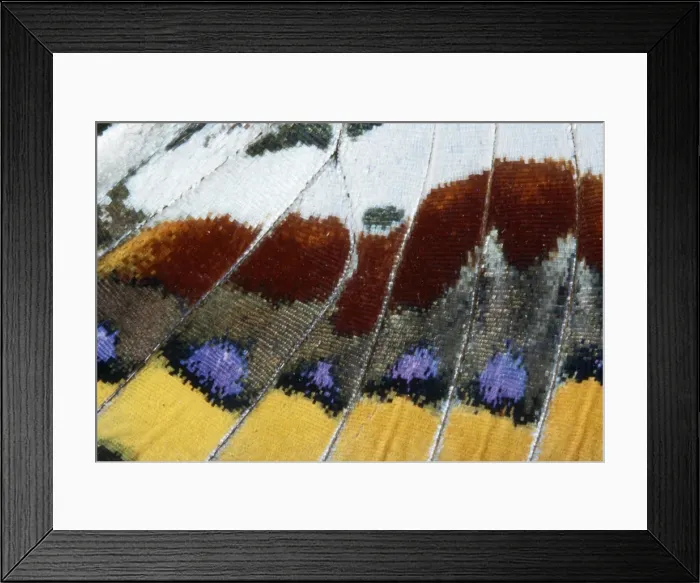 Framed Print : Twin-tail Pasha Butterfly - close-up of scales Mediterranean Framed Print : Twin-tail Pasha Butterfly - close-up of scales Mediterranean
