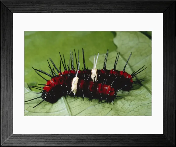 Framed Print : Malay Lacewing Butterfly Larvae stage Framed Print : Malay Lacewing Butterfly Larvae stage