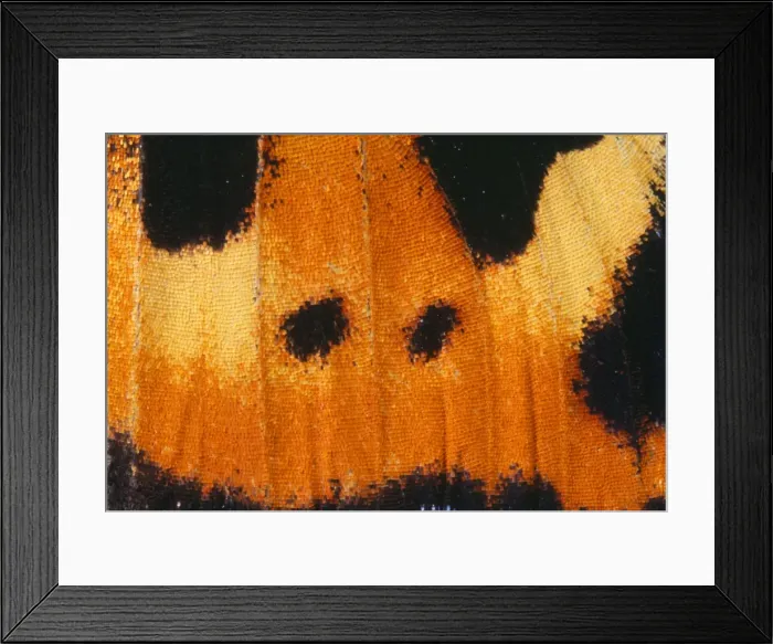 Framed Print : Small Tortoiseshell Butterfly - close-up of scales
