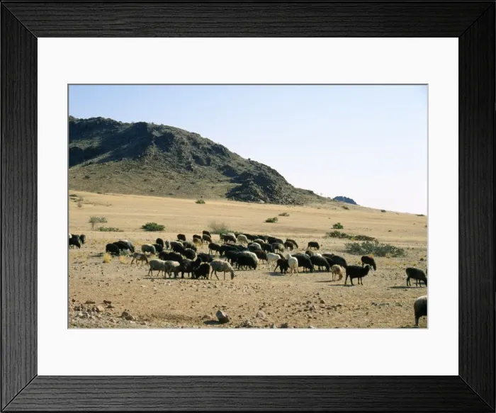 Framed Print : Karakul Sheep - Origin of breed is Russian. Unborn / newborn lamb is used to produce Astrakhan for fleece. Namibia, Africa Framed Print : Karakul Sheep - Origin of breed is Russian. Unborn / newborn lamb is used to produce Astrakhan for fleece. Namibia, Africa