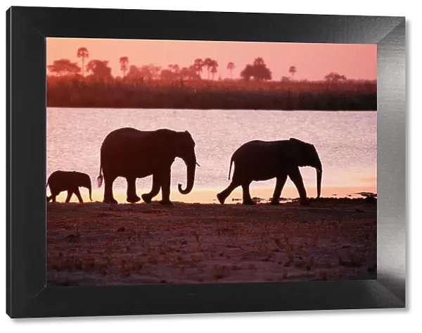 African Elephant PS 8079 Sunset, Botswana, Africa. © Peter Steyn  /  ardea. com